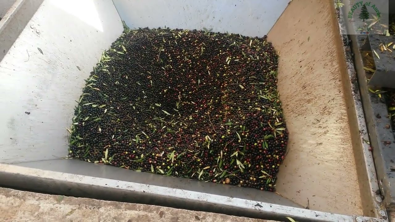 معصرة الزيتون "فطيمة" بومية ولاية باتنة Olive press "Fatima" Boumia W. Batna