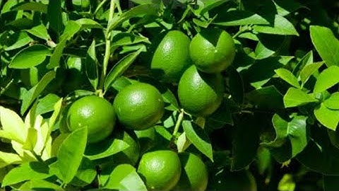 How to propagate lemon tree from cuttings with tissue paper II With 100 success @AuthenticAgro