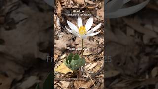 Helping A Locally-Rare Native Wildflower Thrive