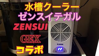 ウーパールーパー猛暑越え楽勝！ゼンスイ水槽クーラーテガルの使った感想は？メガパワーとコラボ！