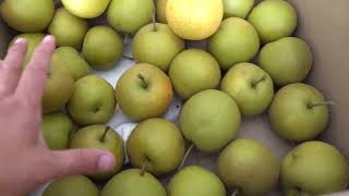 2025 Asian Pears Series Ep. 06 - Harvest Time