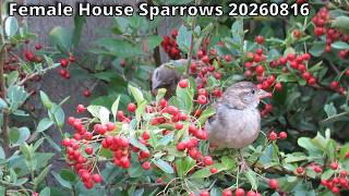 Information Female House Sparrows 20260816 News