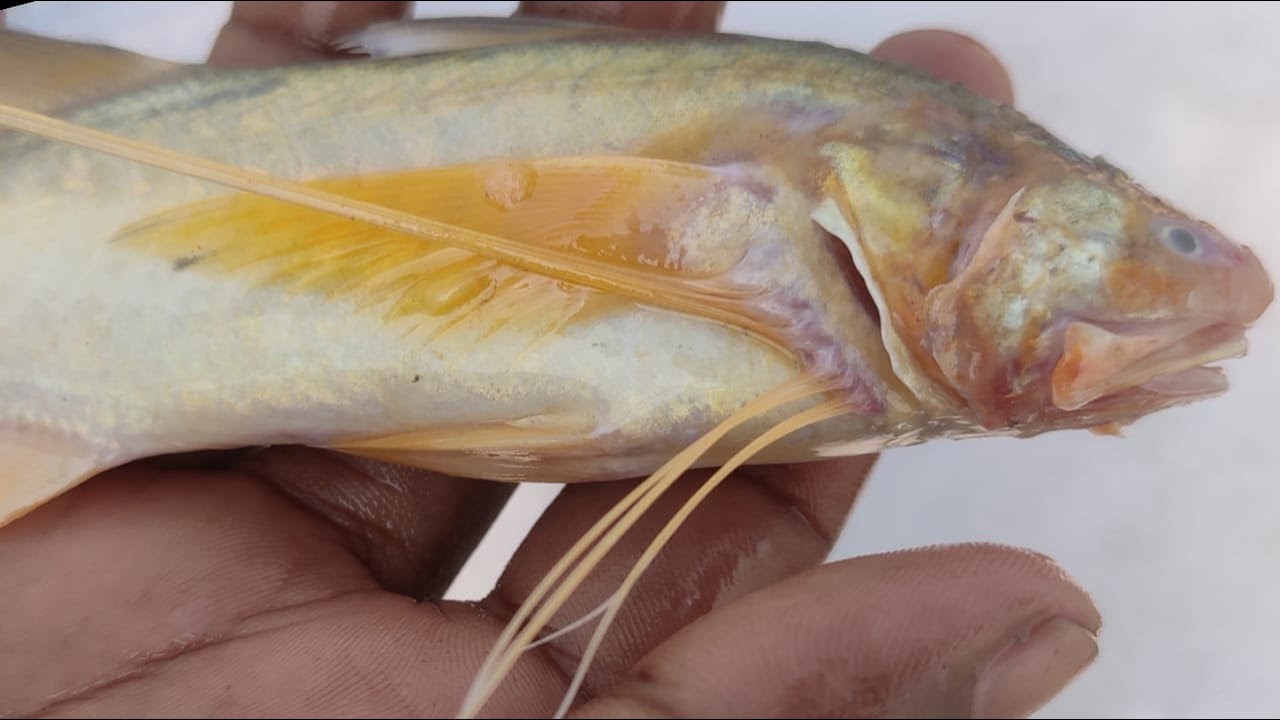 Mango fish || আমাদি || লোটে ll Sundarban fishing || Adventure in ...