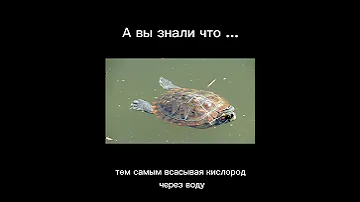 черепахи могут дышать попой