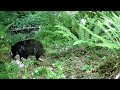 Gardepro Trail Camera - I wonder what they smelled, to make them run off like that.