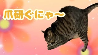 爪研ぎを新しくした猫の反応が可愛いすぎた