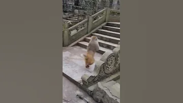 Обезьяна быстро бежит на двух ногах. Смешно? Прикольно? 😂 Я ржал до слёз! 😂 Юмор дня, видео приколы.