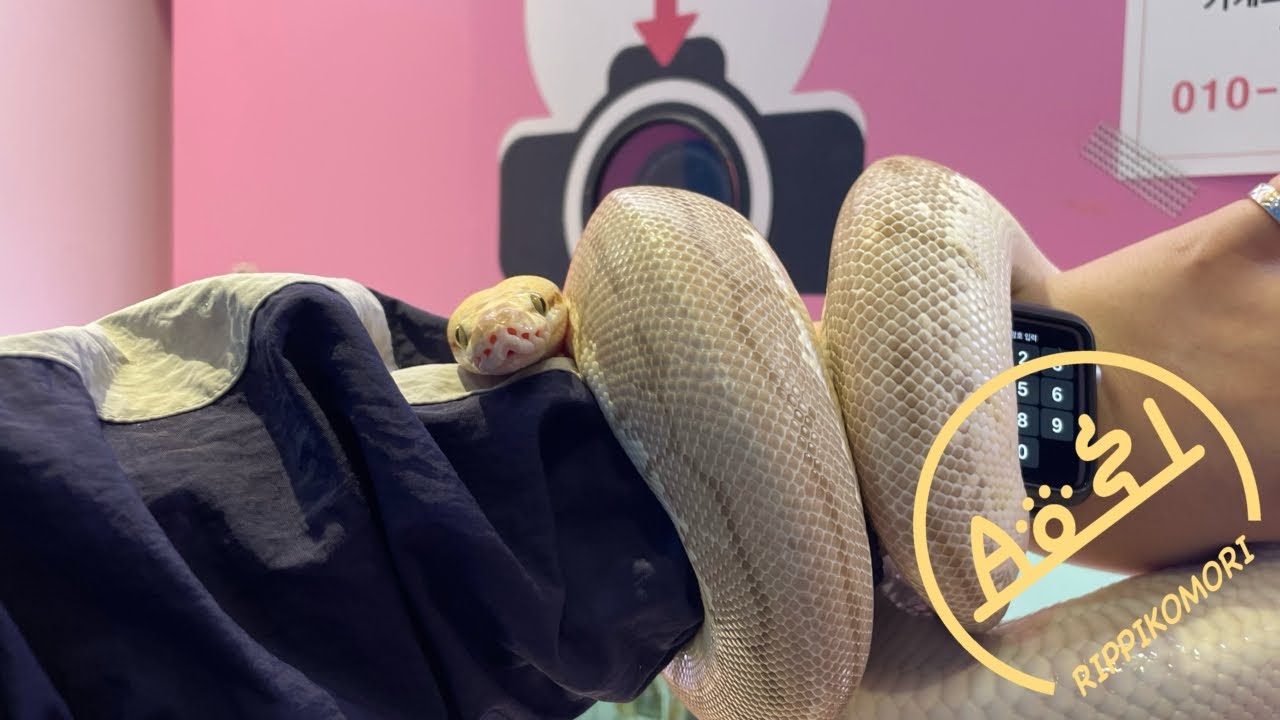 프로모델 뱀의 뱀생네컷