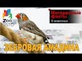 Зебровая амадина - Интересные факты о виде | Вид птицы зебровая амадина