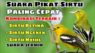 Suara Pikat Burung Kecil Paling Ampuh || sirtu menjerit pemikat paling ampuh @AnakDesaKicau