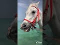 خيل يسبح في البحر