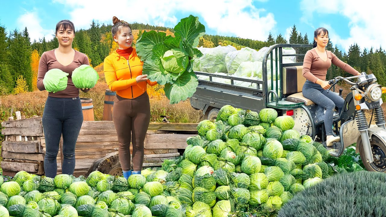 Use 3-Wheeled Vehicle Harvesting Cabbage Goes To The Market Sell - Farm Life | Tiểu Vân Daily Life