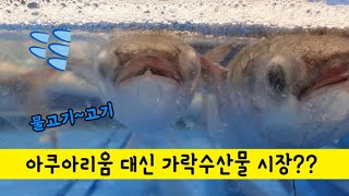 가락수산물시장/해산물이 싱싱/회뜨기달인/사시미/korean seafood market/Garak seafood market