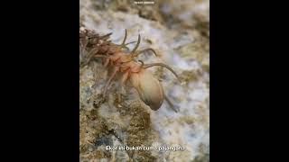 Viper Ekor Laba-Laba.