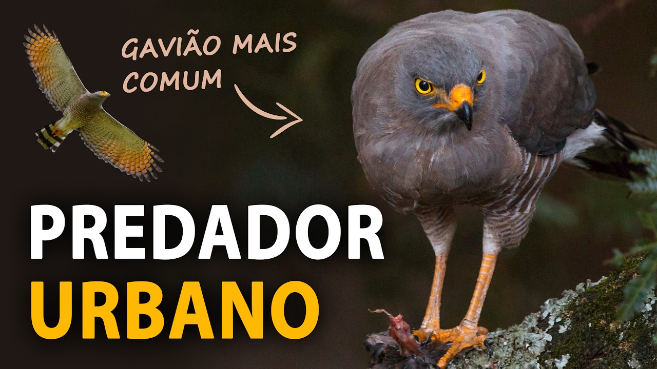 GAVIÃO-CARIJÓ: AVE URBANA de Canto Alto e Marcante! - YouTube