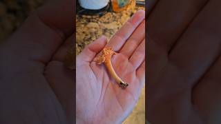 Cinnabar vs Golden Chanterelle Mushroom! #foraging #outdoors