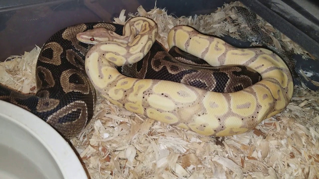 pythons for sale Possible lock