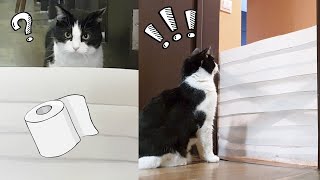 Cat vs Wall of Toilet Paper. New Challenge!!!