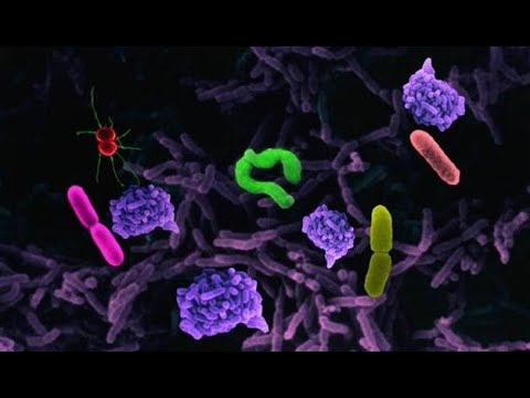 Vidéo: Infections Bactériennes Et Virales: Quelle Est La Différence?