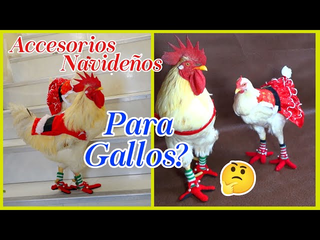 Gallinas Con Ropa Gallos De Vestidos Para Navidad Amazon.com: Rooster Silhouette Farm