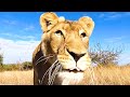 Meg has some BIG NEWS! | The Lion Whisperer