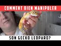 Comment bien manipuler son gecko lopard 