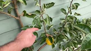 Training an Espalier Apple tree