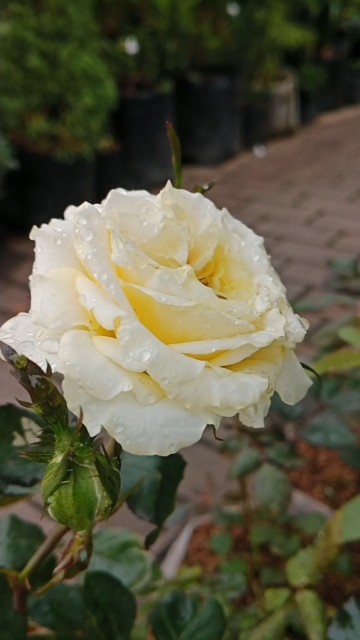 Bunga mawar kuning #tanamanhias #bungamawar #tanamanoutdoor #plants #garden #nature #flowers #shorts