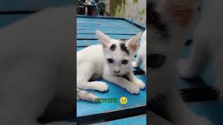 অসহায় বিড়াল ছানার জন্য দোয়া করবেন। #cat #cutecat #sad #viral #sohansstoryboard