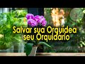 Aprenda a Salvar sua Orquídea começando seu Orquidário , Videos Especiais