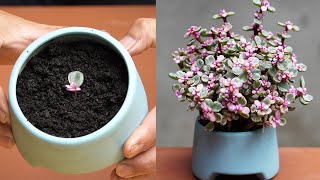 Super Beautiful Red Jade, Tips For A Beautiful Jade Pot From The Leaves