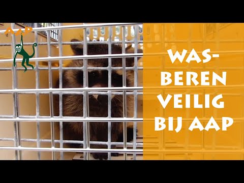 Video: Binnenlandse Wasbeer: Exotisch Huisdier