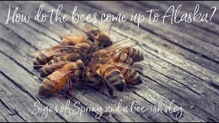 How Do The Bees Come To Alaska? I Signs of Spring and a beeish vlog