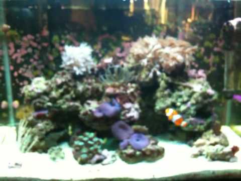 Cathi's 20 Gallon Reef Tank