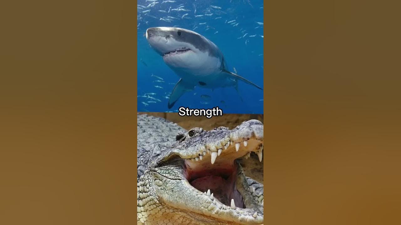 Great White Shark VS Saltwater Crocodile #animals #wildlife #shorts