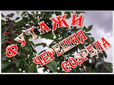 Натуральные фоновые футажи Черешня созрела. Видео фоны для монтажа видео