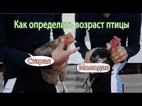 Как отличить старую курицу