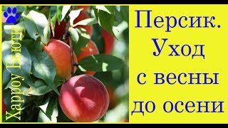 Персик. Уход с весны до осени. Полив. Подкормка. Монилиоз. Мучнистая роса. Курчавость листьев .