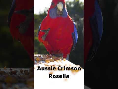 Aussie Crimson Rosella Parrot 🦜