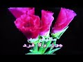 ما بلاش اللون ده معايا احمد عدوية كاريوكي قناة لوك اغاني عربية360