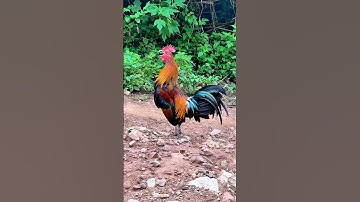 #chicken 😱🥰Gà rừng gáy HAY  Nhất 2025 #garung