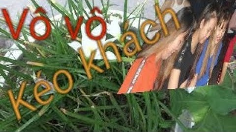 Cây phong thủy cầu tài -  nàng mơn bông trắng - phong thủy vạn lộc - cay phong thuy