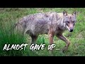 Almost gave up: Photographing a Wolf | Wildlife Photography Vlog