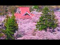 4K映像 桜の名所「高遠さくら祭り 日本三大桜」cherry blossom japan 信州伊那『天下第一の桜』高遠城址公園 日本の美しい四季春 長野県伊那市 4月中旬 お花見 絶景自然風景