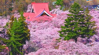 4K映像 桜の絶景「高遠さくら祭り 日本三大桜」 信州伊那『天下第一の桜』高遠城址公園 お花見 自然音 癒し風景色 / Japan Spring Cherry Blossoms Relaxation