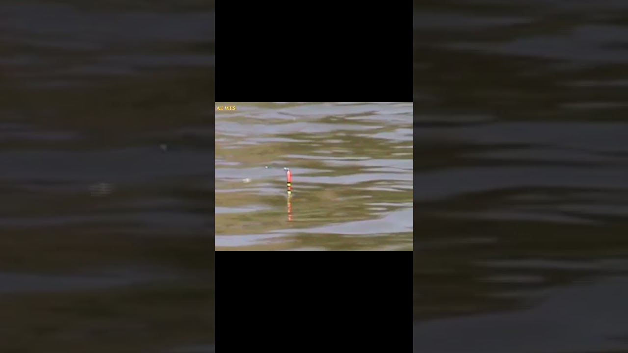 capung pembawa berkah,,undlupnya indah