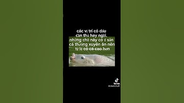 câu cá rô phi hồ dịch vụ: chọn vị trí câu.