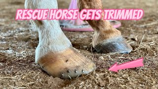 Sore Rescue Horse With Overgrown Hooves Has Shoes Removed and is Trimmed