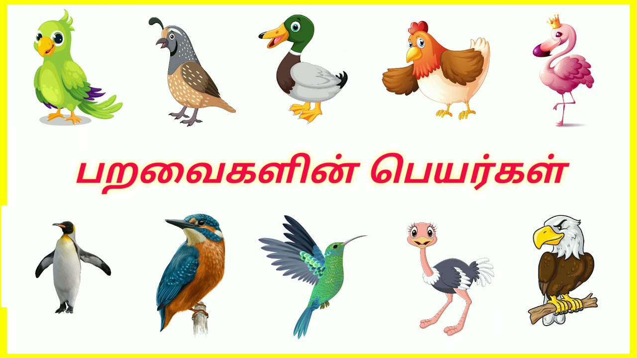 பறவைகளின் பெயர்கள் - Birds name in tamil | name of birds in tamil | Tamil birds name