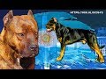 MASTÍN SUPERIOR ARGENTINO - (La nueva raza de perro) || Potencialmente ENTRENABLE en GUARDIA